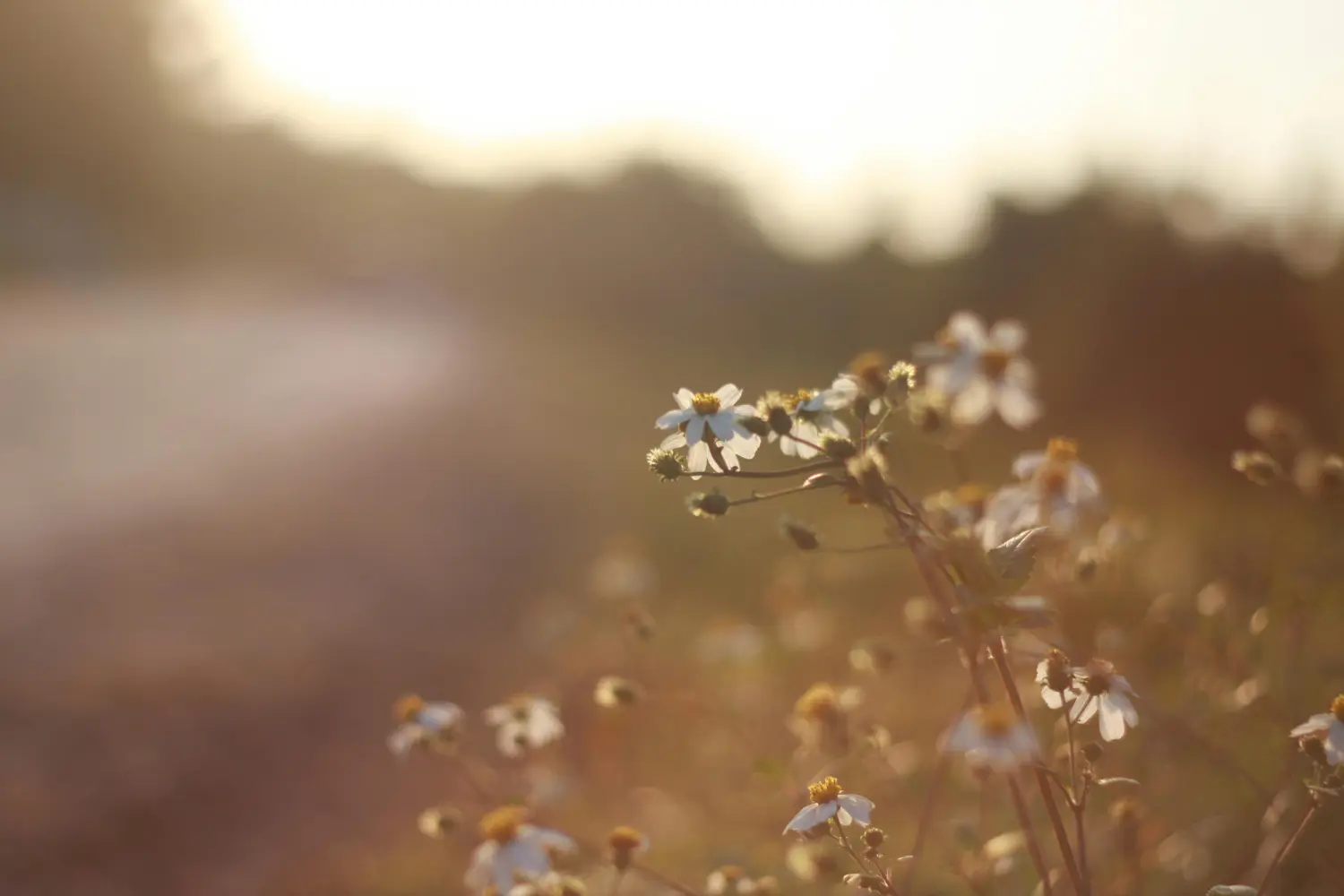 Blumenfeld in einem leichten Sonnenlicht